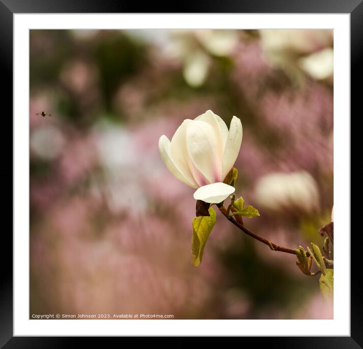 spring Magnolia flower Framed Mounted Print by Simon Johnson