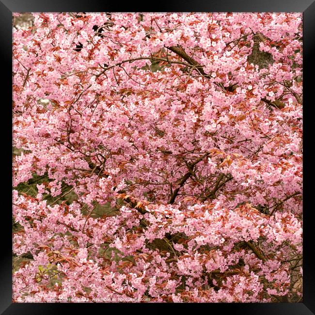 Pink Cherry Blossom Framed Print by Simon Johnson