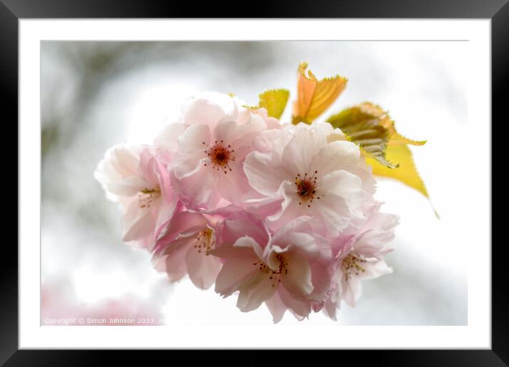 Wind blown Cherry Blossom Framed Mounted Print by Simon Johnson