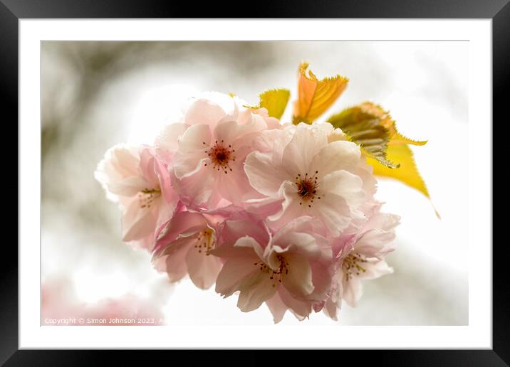 Cherry Blossom in the wind Framed Mounted Print by Simon Johnson