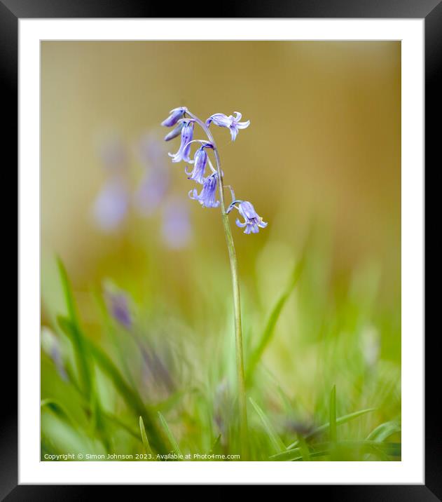 Bluebell in the breeze Framed Mounted Print by Simon Johnson
