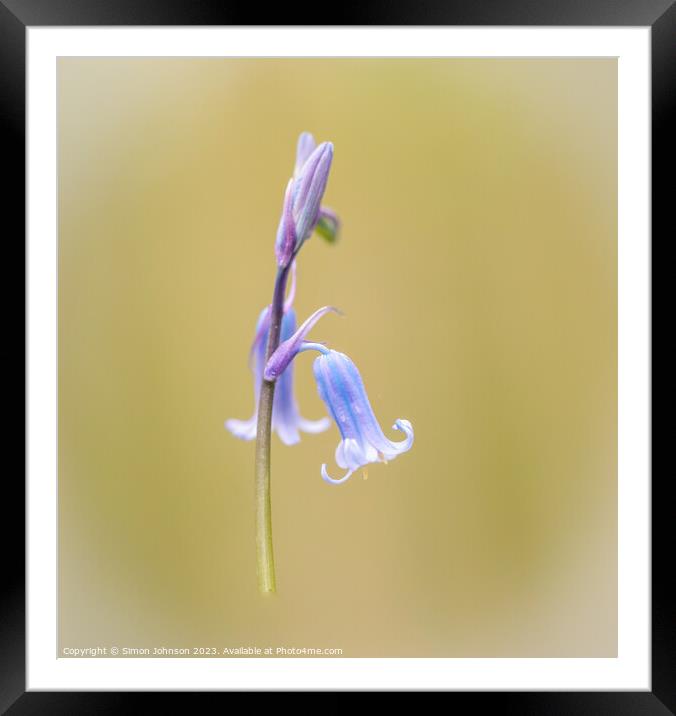 bluebell close up  Framed Mounted Print by Simon Johnson