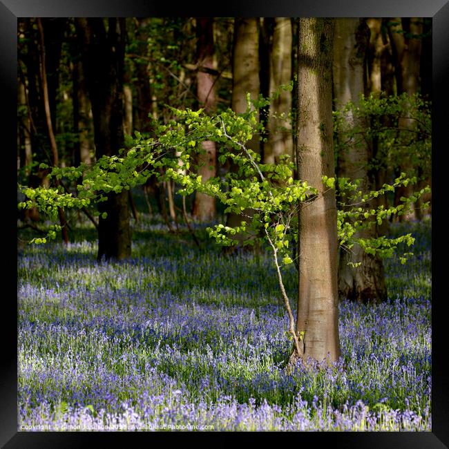 wind blown tree and sunlit bluebells Framed Print by Simon Johnson