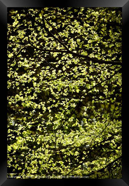 spring leaves Framed Print by Simon Johnson