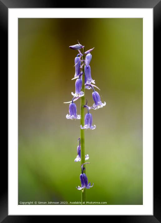 Bluebel;l flower  Framed Mounted Print by Simon Johnson