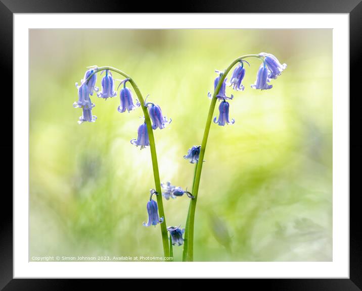 victory bluebells Framed Mounted Print by Simon Johnson