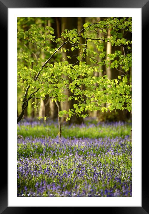Spring leaves and bluebells Framed Mounted Print by Simon Johnson