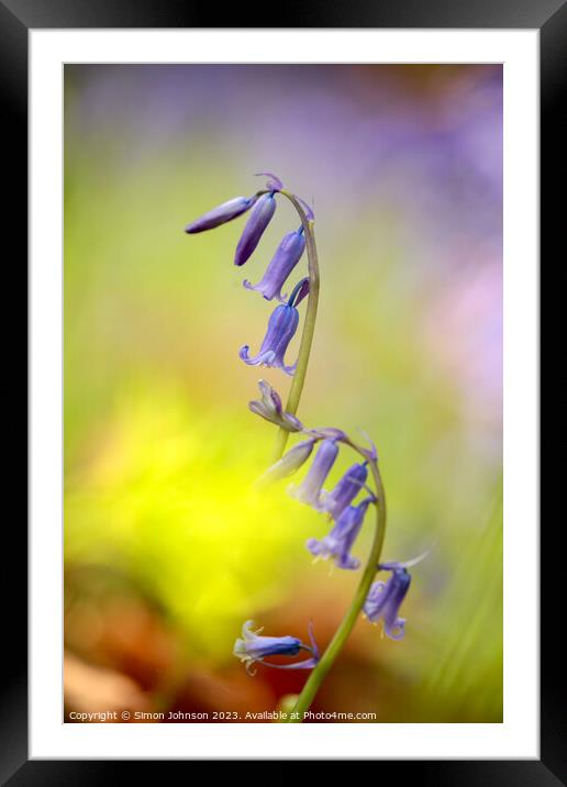 Bluebells Framed Mounted Print by Simon Johnson