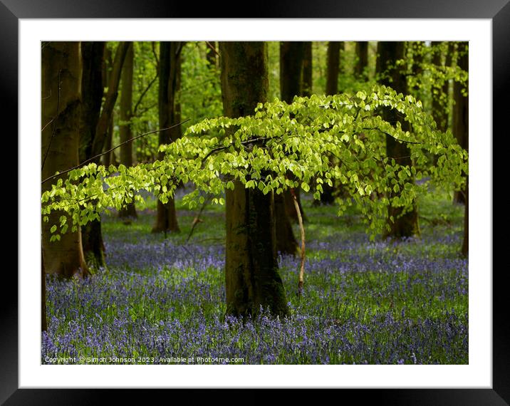 Sunlit leaves and Bluebells Framed Mounted Print by Simon Johnson