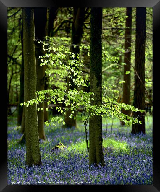 sunlit tree and bluebells Framed Print by Simon Johnson