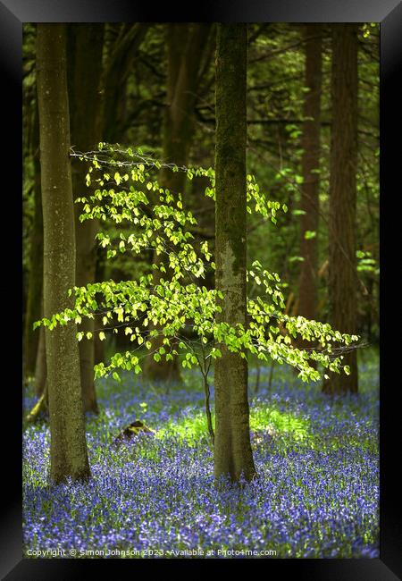 sunlit tree and bluebells  Framed Print by Simon Johnson