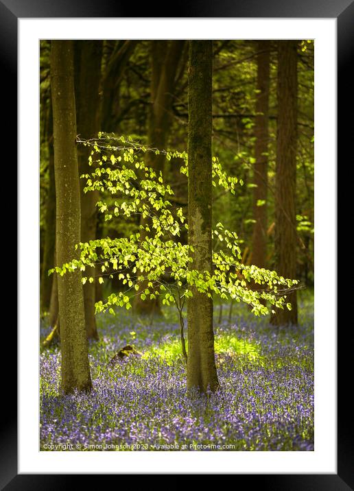 sunlit tree and bluebells Framed Mounted Print by Simon Johnson