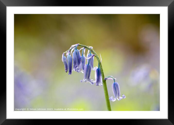 Bluebell Flower  Framed Mounted Print by Simon Johnson