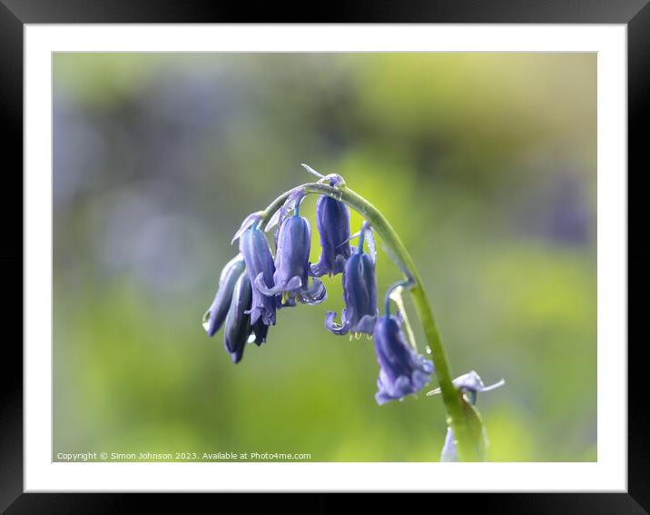 A close up of a Bluebell flower  Framed Mounted Print by Simon Johnson