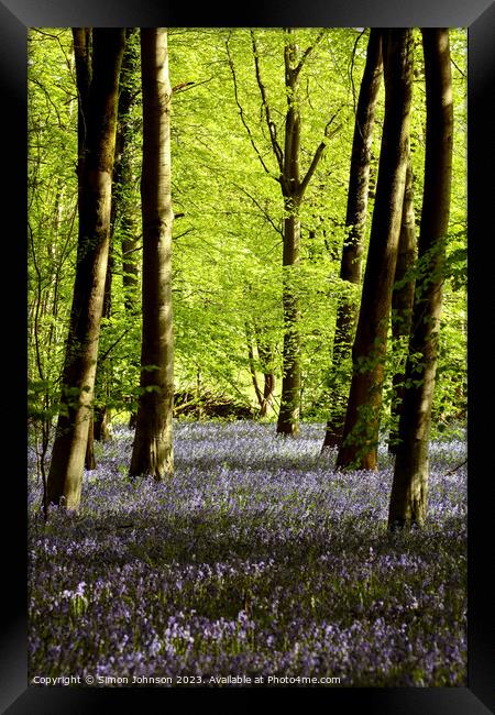 Sunlit bluebells Framed Print by Simon Johnson