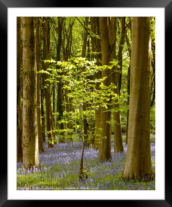Sunlit tree and bluebell wood Framed Mounted Print by Simon Johnson