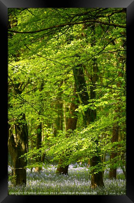 sunlit leaves and bluebells Framed Print by Simon Johnson