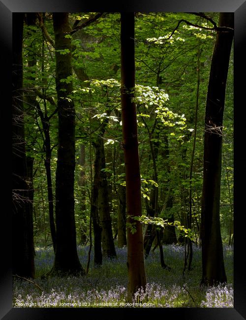 Bluebell Woodland  Framed Print by Simon Johnson