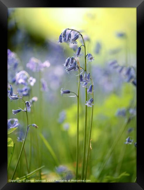 Bluebell close up Framed Print by Simon Johnson