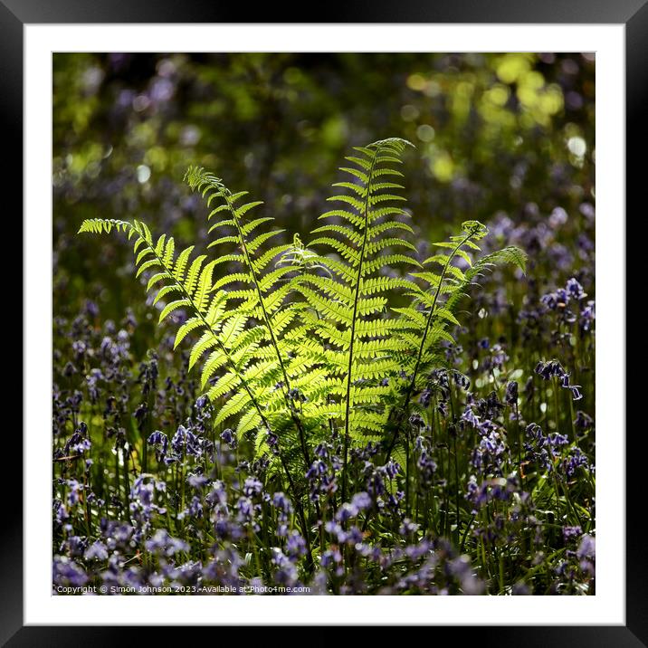 sunlit fern Framed Mounted Print by Simon Johnson