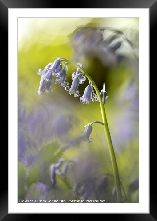 Plant flower Framed Mounted Print by Simon Johnson