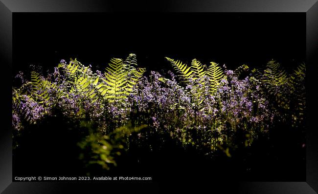 sunlit ferns and bluebells Framed Print by Simon Johnson