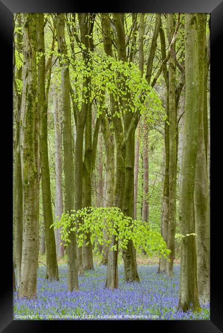 bluebell woods Framed Print by Simon Johnson