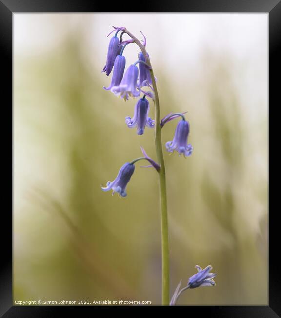 bluebell  Framed Print by Simon Johnson