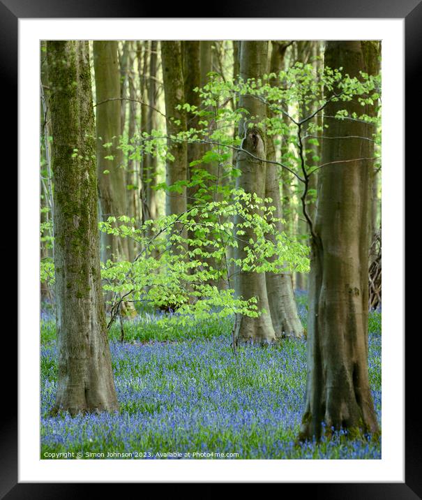 Bluebell woods Framed Mounted Print by Simon Johnson