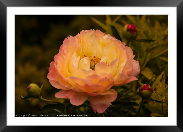 peony flower Framed Mounted Print by Simon Johnson