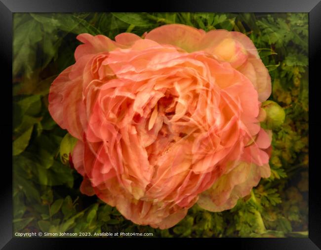 peony /multiple exposure Framed Print by Simon Johnson