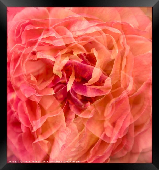 Peachy Blush Rose Framed Print by Simon Johnson
