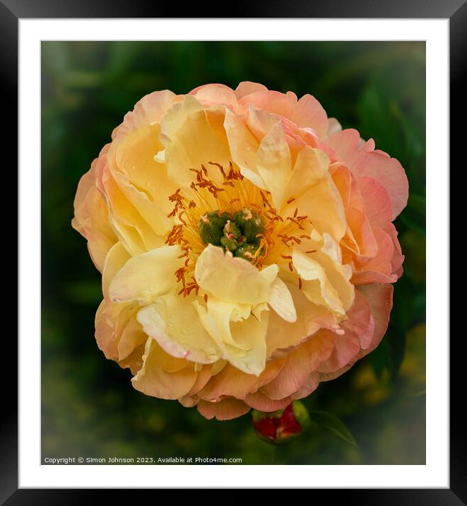 perect peony  Framed Mounted Print by Simon Johnson