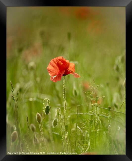 poppy flower  Framed Print by Simon Johnson