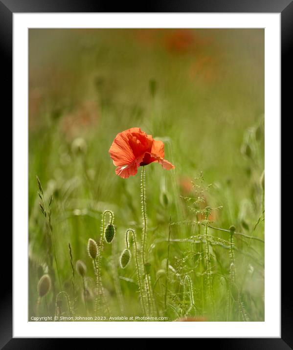 poppy flower  Framed Mounted Print by Simon Johnson