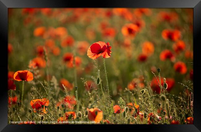 sunlit Poppy  field Framed Print by Simon Johnson