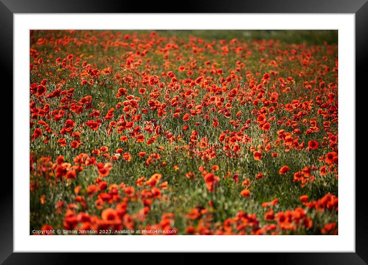  sunlit poppies sunrise Framed Mounted Print by Simon Johnson