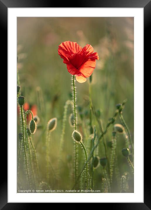 Fiery Flora Framed Mounted Print by Simon Johnson