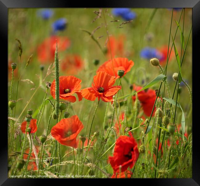 wind blown poppies and corn flowers Framed Print by Simon Johnson