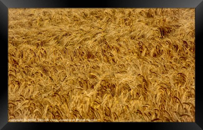 wind blown wheat Framed Print by Simon Johnson