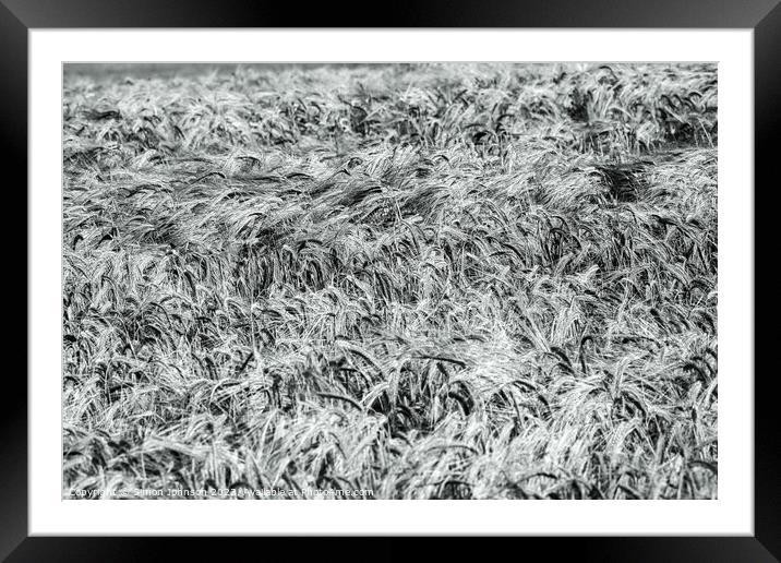 Wind blown wheat black and white Framed Mounted Print by Simon Johnson