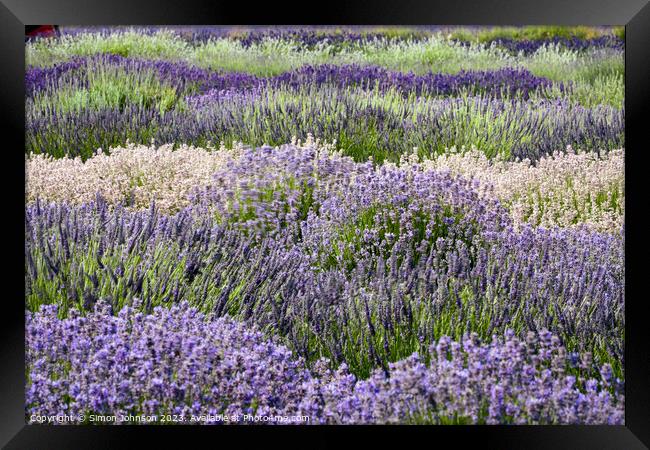 Lavender rows Framed Print by Simon Johnson