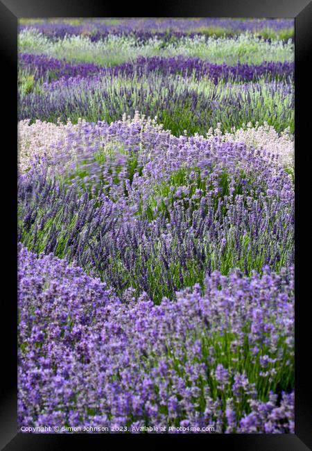 Lavender field Framed Print by Simon Johnson