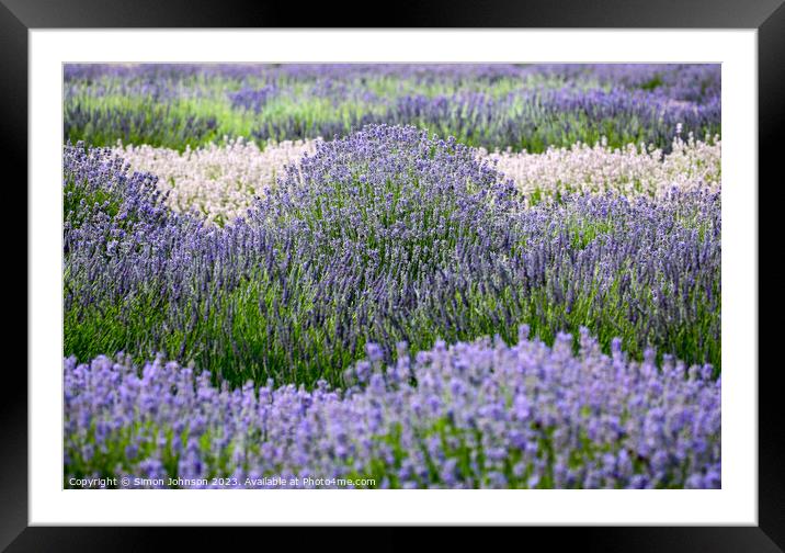 Lavender field Framed Mounted Print by Simon Johnson