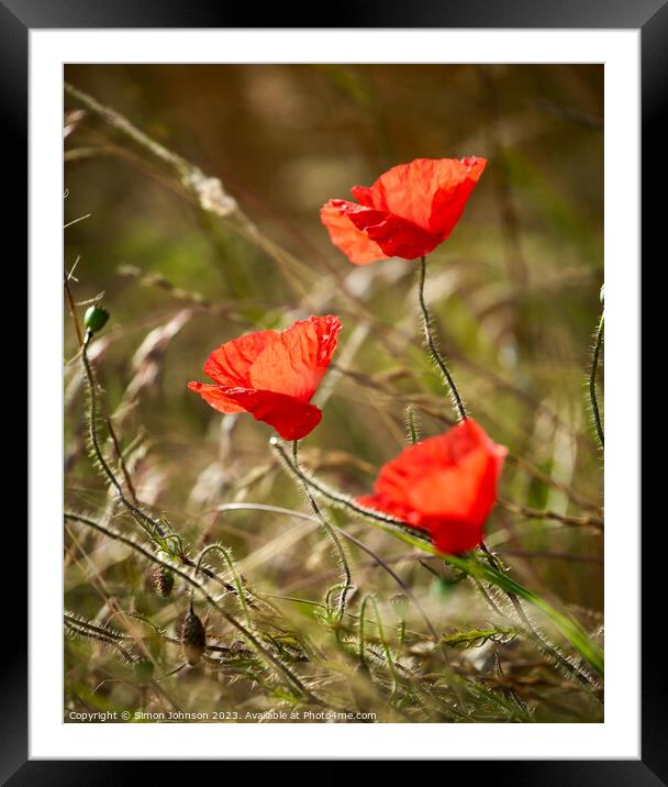  hatrick of sunlit poppies Framed Mounted Print by Simon Johnson