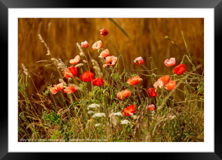 sunlit Poppy flowers Framed Mounted Print by Simon Johnson