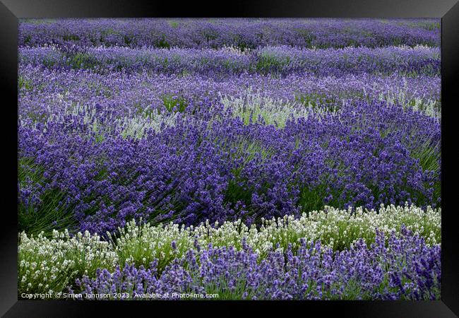 lavender field Framed Print by Simon Johnson