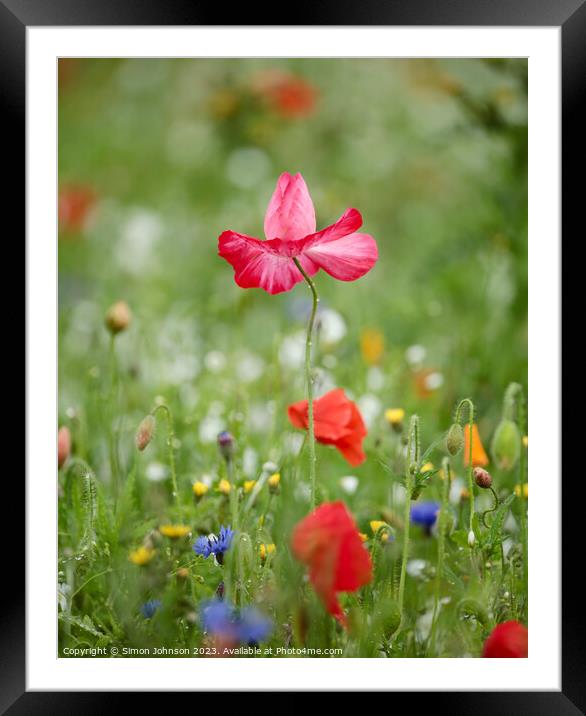 Pink Poppy flower Framed Mounted Print by Simon Johnson