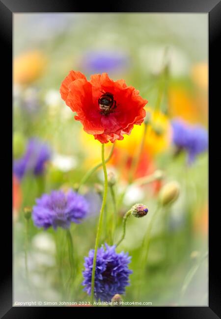 Poppy flower with bee Framed Print by Simon Johnson