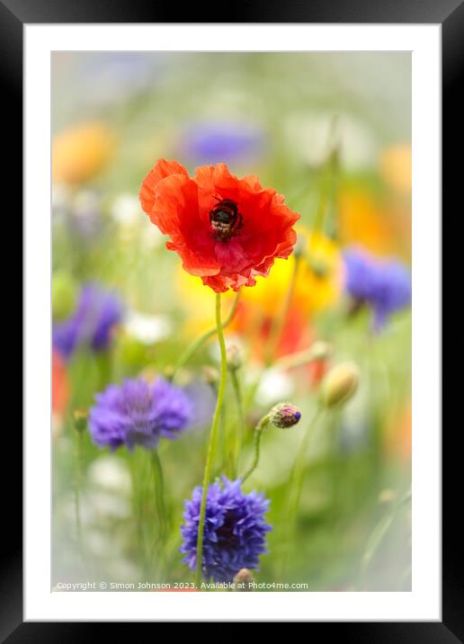 Poppy flower with bee Framed Mounted Print by Simon Johnson